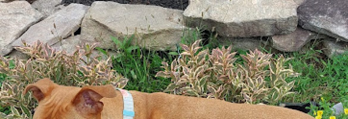 River Valley Animal Center