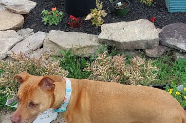 River Valley Animal Center