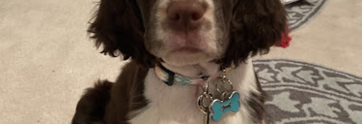 Cerise English Springer Spaniel