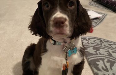 Cerise English Springer Spaniel