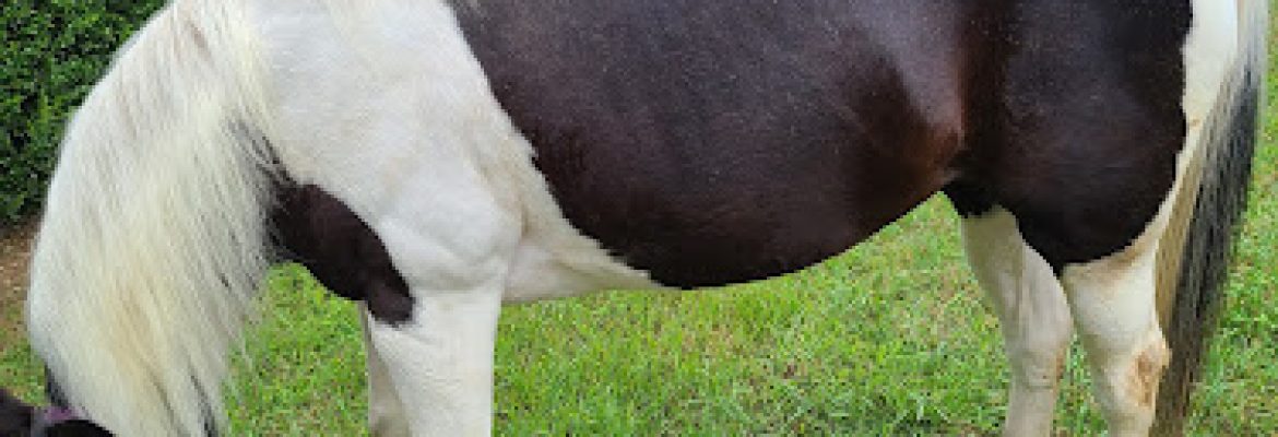 Runabout Farm Pony Rides