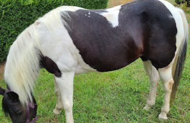 Runabout Farm Pony Rides