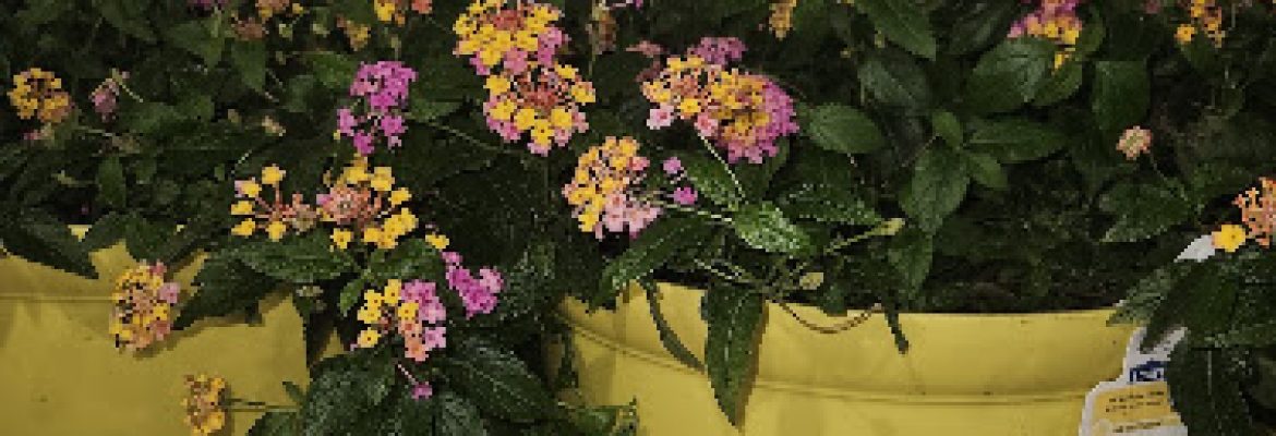 Lowe’s Garden Center