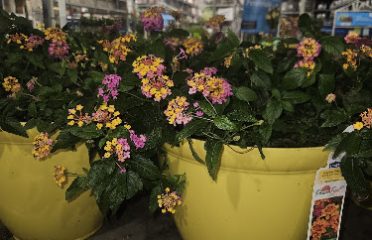 Lowe’s Garden Center