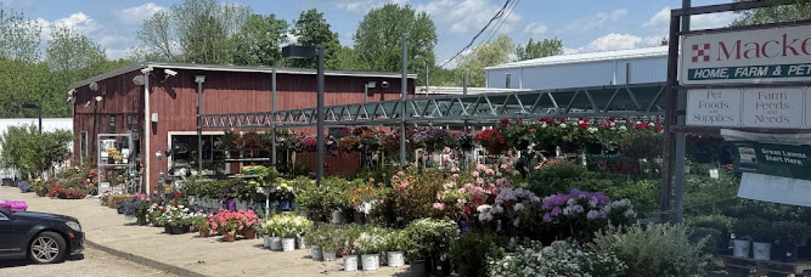 Mackey’s Colchester
