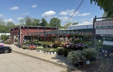 Mackey’s Colchester