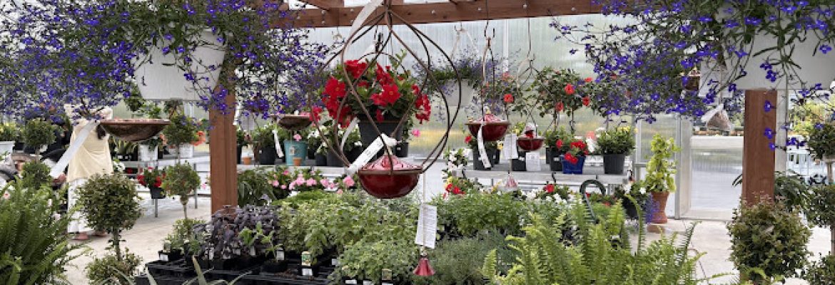 Maple Tree Nursery