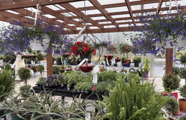 Maple Tree Nursery