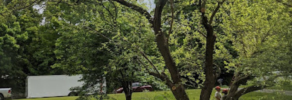 CONNECTICUT Landscape & Tree
