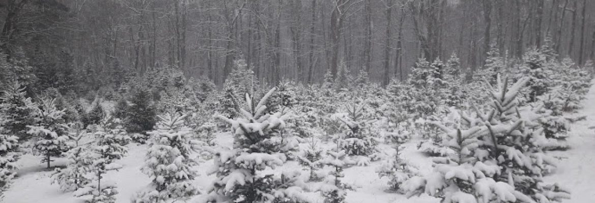 Winterberry Farm
