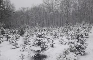 Winterberry Farm