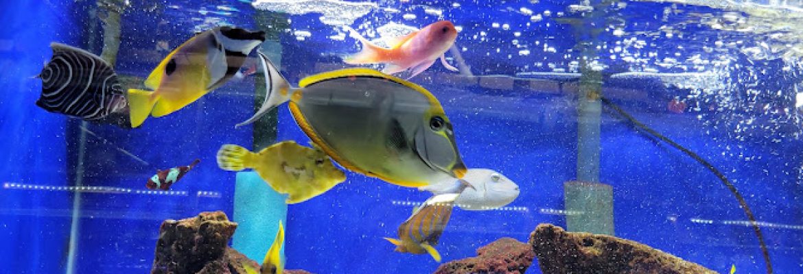 Emmons Tropical Fish & Ponds