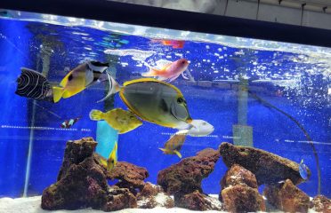 Emmons Tropical Fish & Ponds