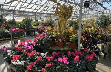 Woodland Gardens