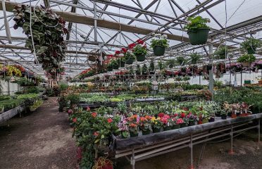 Winterberry Gardens