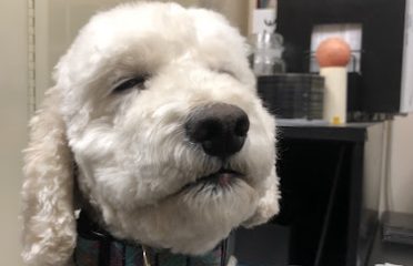 Paw Spa