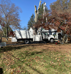 LD General tree care