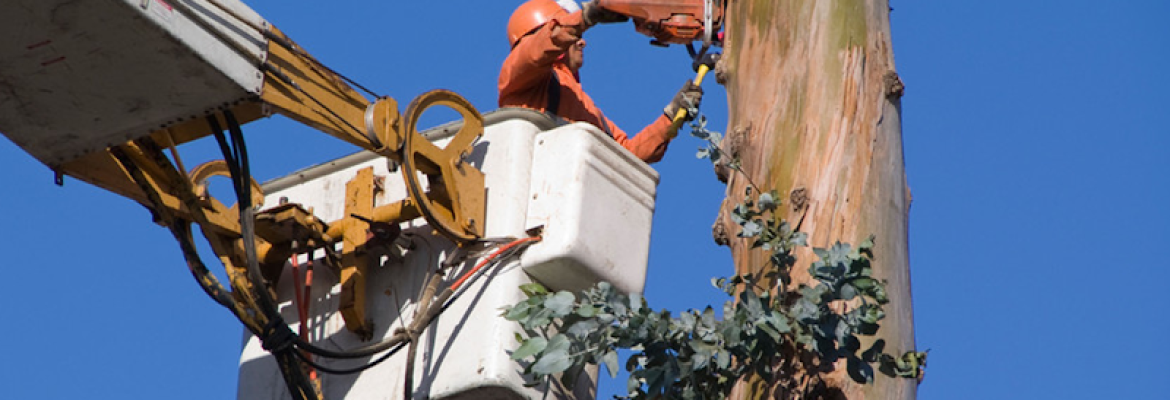 Sandoval Tree Service