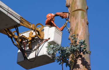 Sandoval Tree Service