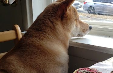 Middletown Animal Control
