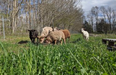 BOTL Farm