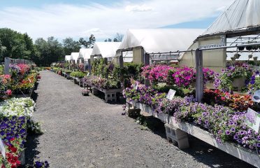 Garden’s Dream