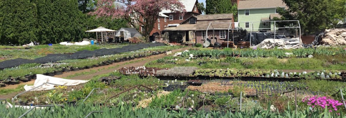 McCue Gardens