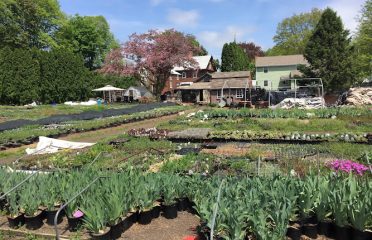 McCue Gardens