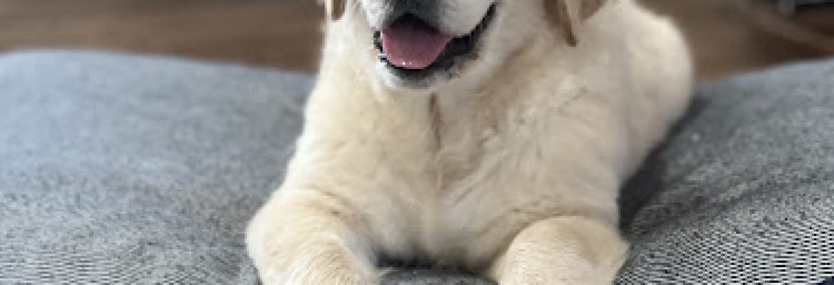 Aly’s Golden Retrievers