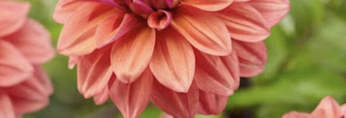 October Hill Flower Co