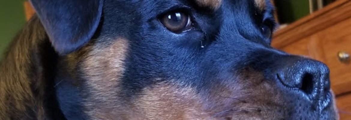 Edelweiss Rottweilers