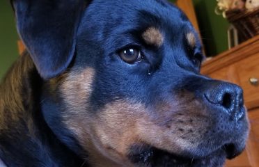 Edelweiss Rottweilers