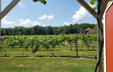 Savino Vineyards