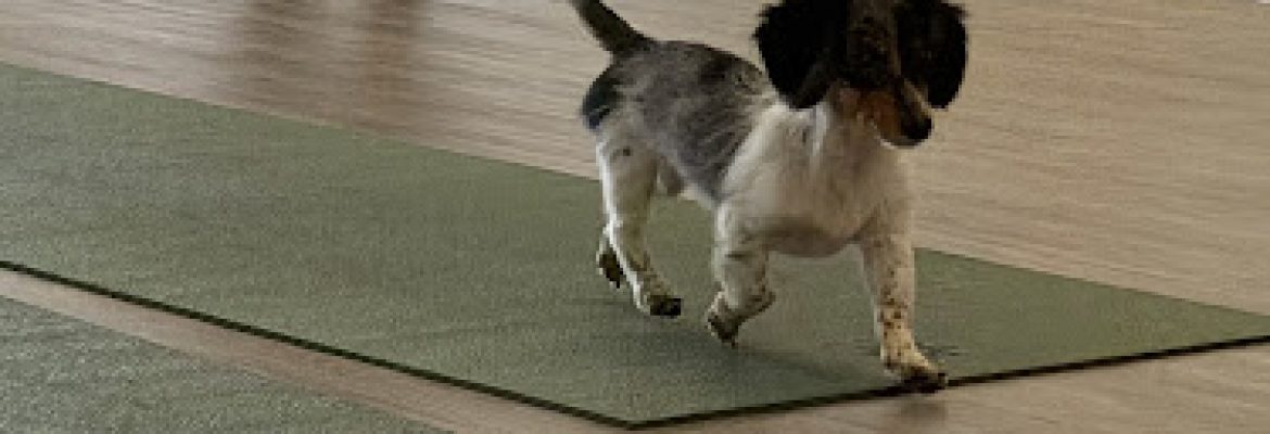 Puppy Yoga Bridgeport (Puppies Yoga)