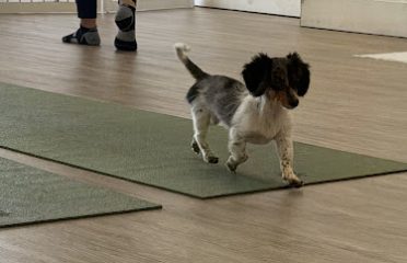 Puppy Yoga Bridgeport (Puppies Yoga)