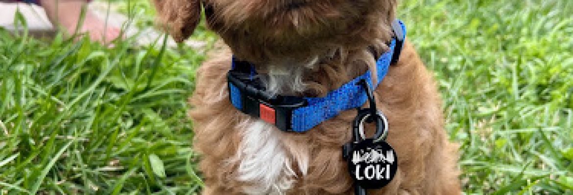 Fairfield Furbabies – Puppy Pickup