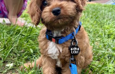 Fairfield Furbabies – Puppy Pickup