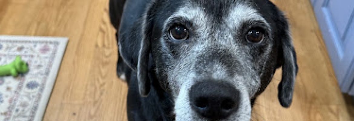 Home Veterinary Services