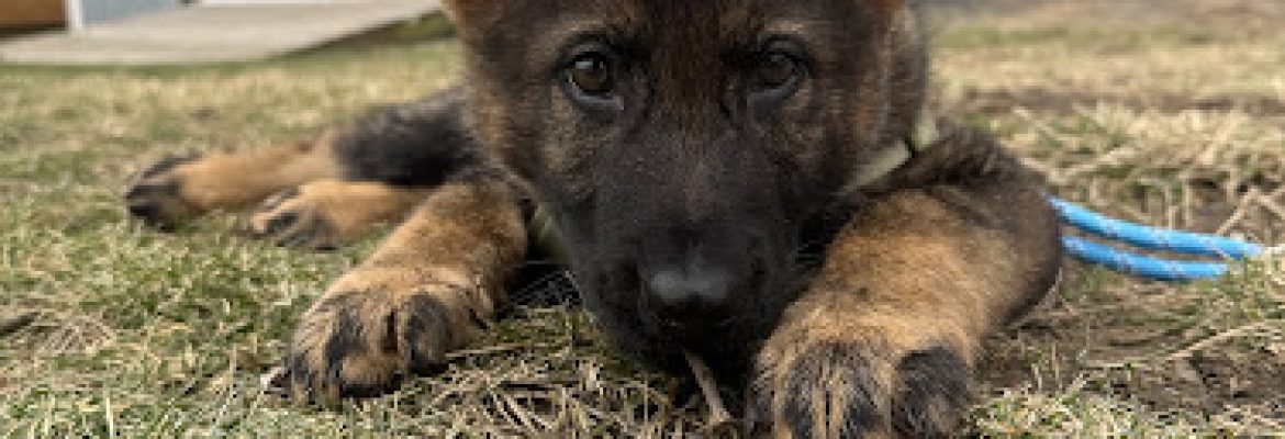 Alpha k9 Imports LLC