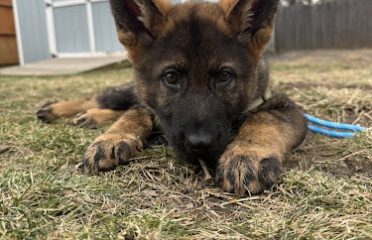 Alpha k9 Imports LLC