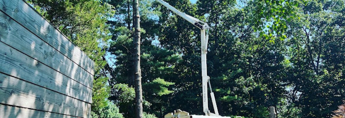R & S Tree Service