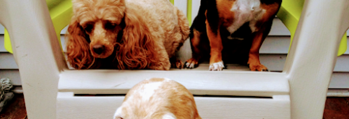 Rags To Riches Pet Salon