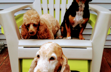 Rags To Riches Pet Salon