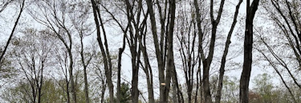 Cench Tree Service