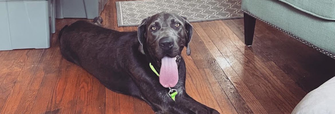 Dog Star Rescue