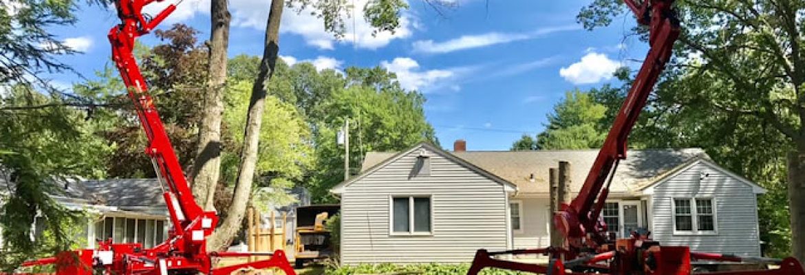 American Landscaping Supreme (Tree Service)