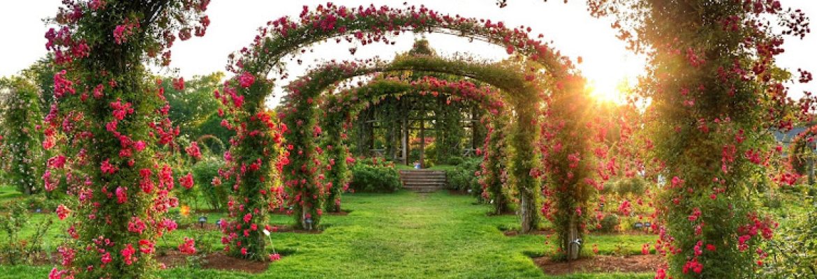 Elizabeth Park Rose Garden