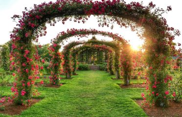 Elizabeth Park Rose Garden