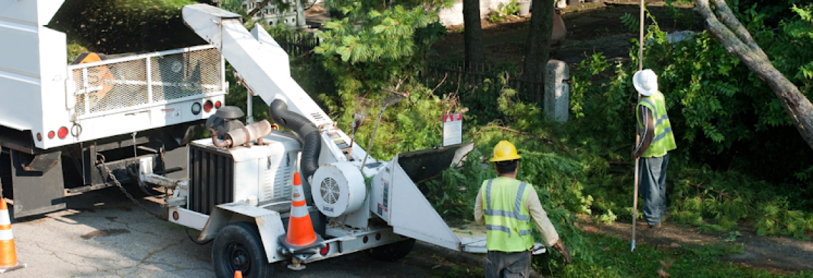 Black Rock Tree Services