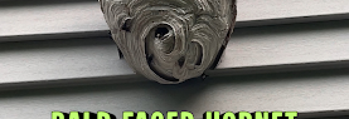 Expello Pest Control